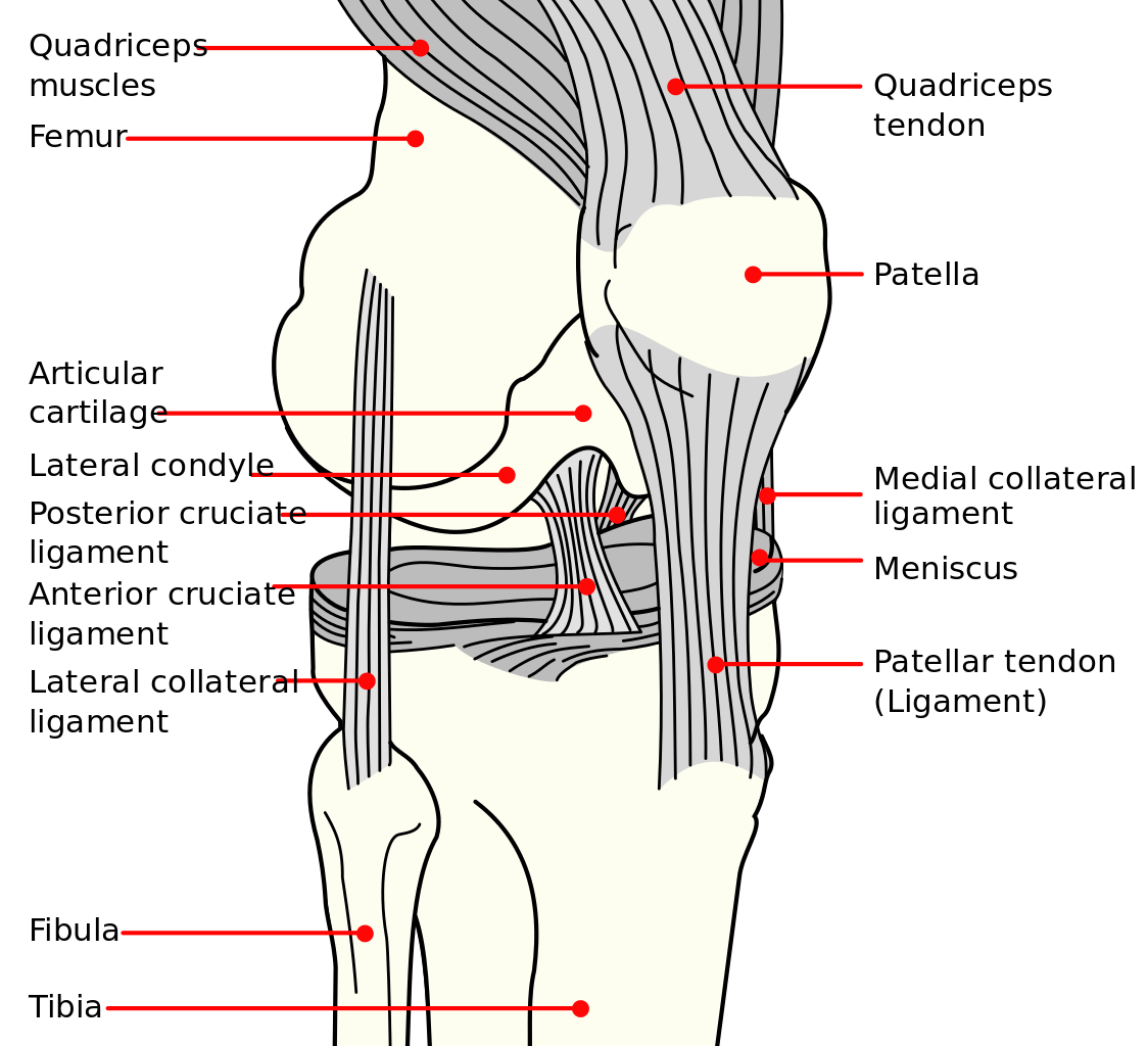 Ligaments of the knee quiz