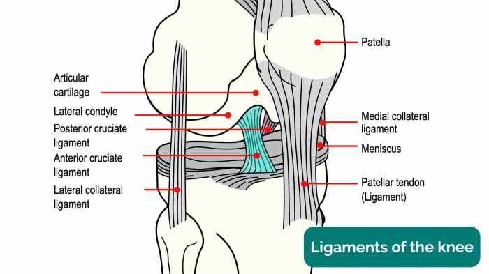 Knee anatomy ligaments library