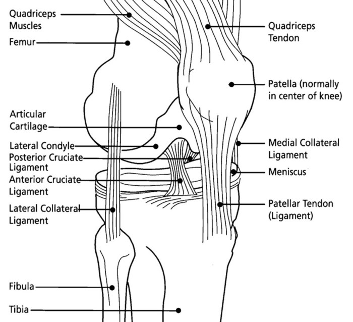 Ligaments of the knee quiz