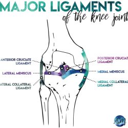 Knee ligaments ligament acl anterior cruciate tear injury treatment causes common joint injuries symptoms options hyperextension mechanism