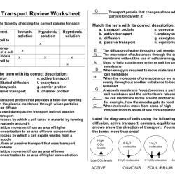 Cell membrane and transport worksheet answers