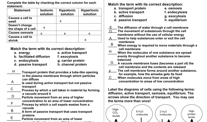 Cell membrane and transport worksheet answers