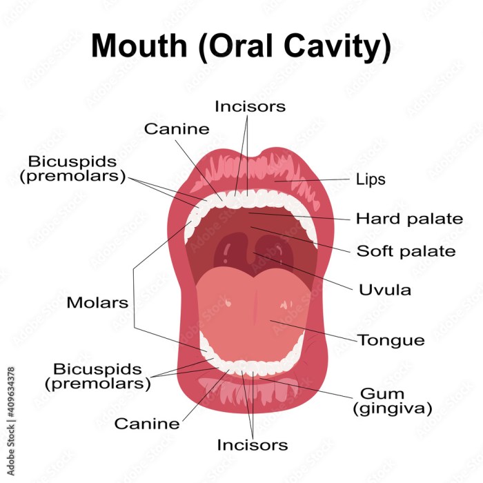 Label the structures of the oral cavity in the figure.