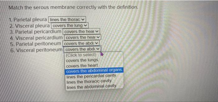 Match the serous membrane correctly with the definition.