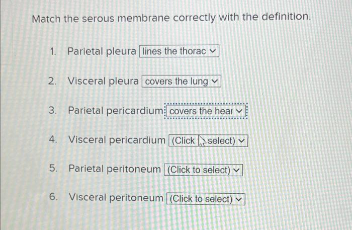 Match the serous membrane correctly with the definition.