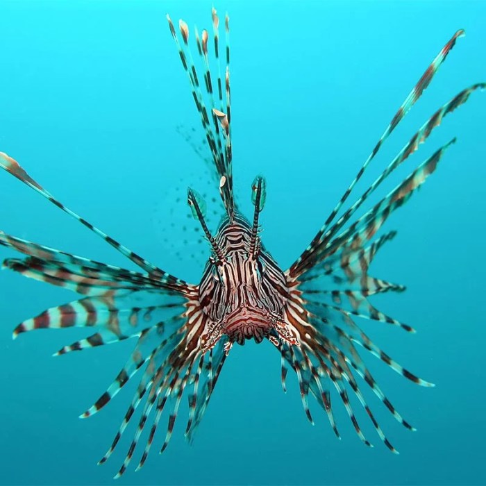 Lionfish invasion density dependent population dynamics