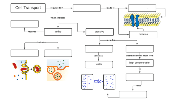 Cell membrane and transport worksheet answers