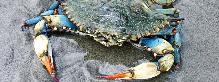 Lionfish invasion density dependent population dynamics