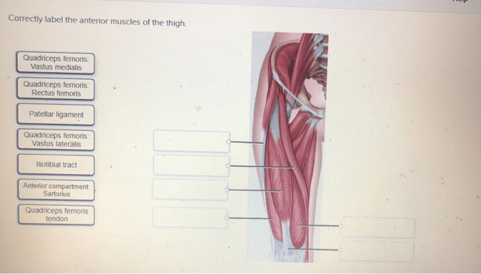 Correctly label the anterior muscles of the thigh