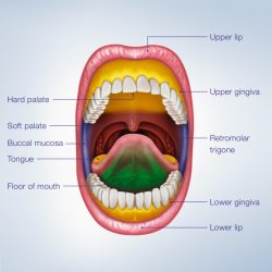 Teeth gums labeled structures palate