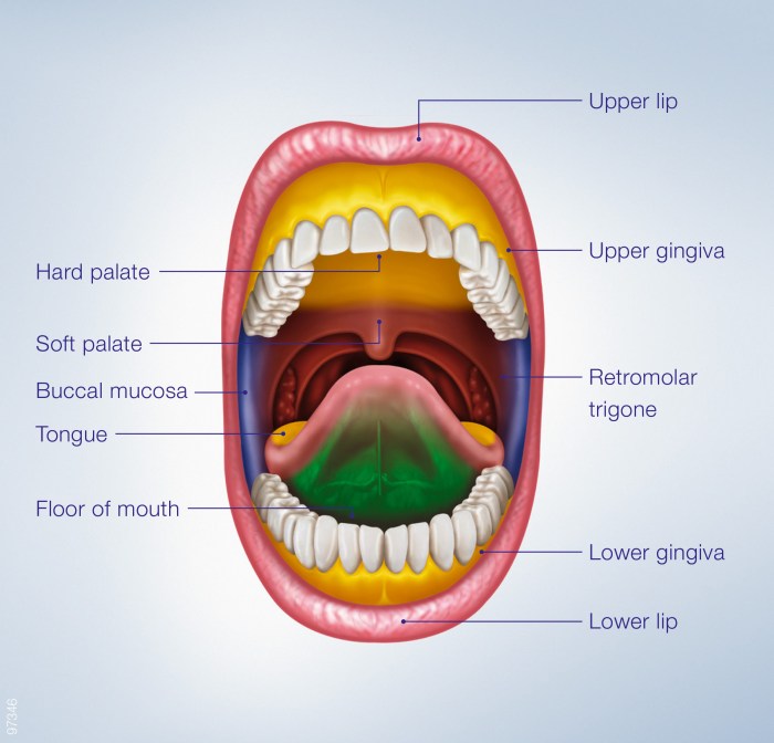 Teeth gums labeled structures palate