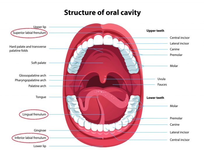 Label the structures of the oral cavity in the figure.