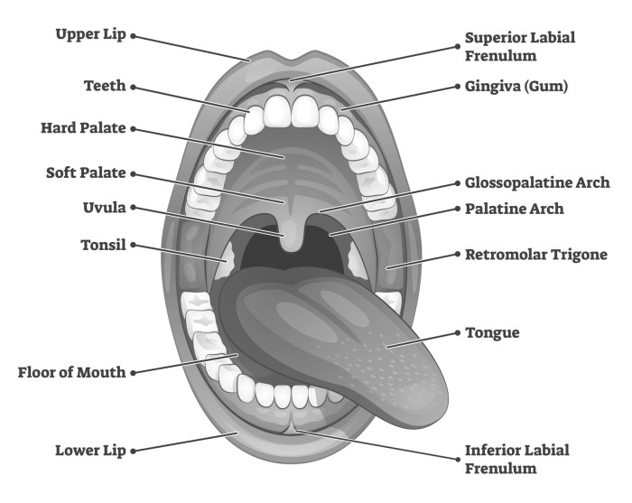 Oral cavity quotesgram cavities quotes