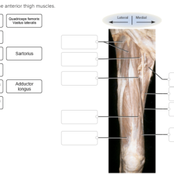 Muscles medial lateral move extrinsic foot muscle anatomy toes leg human body muscular system choose board